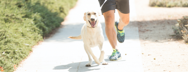 running with your dog