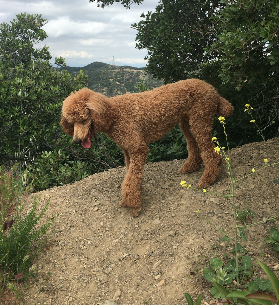 earth friendly dog owner