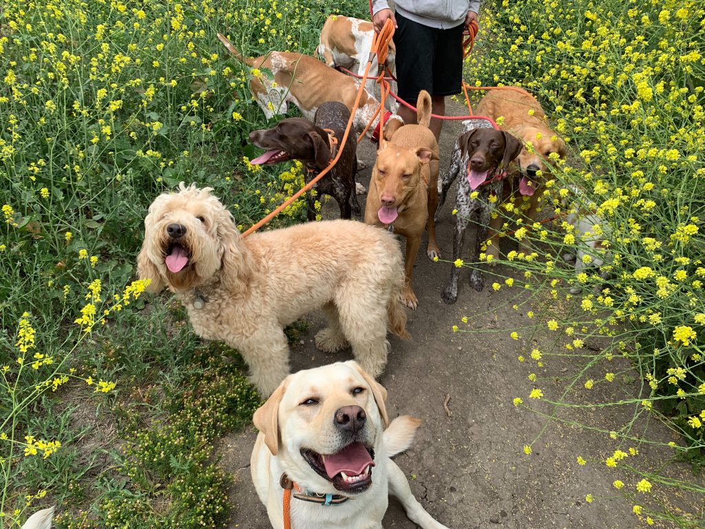 dog hiking in Los Angeles