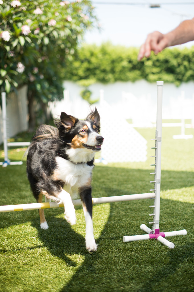 Top Activities for Herding Dogs