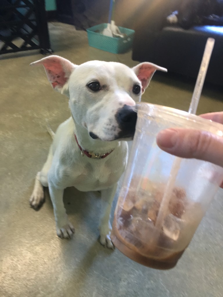 This is Belle, one of the adorable pups up for adoption at the Dog Cafe. 