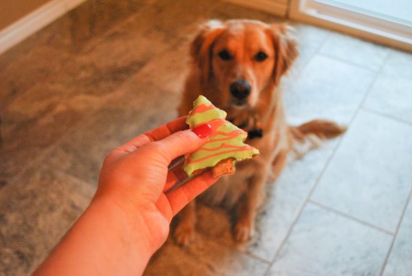 diy doggie christmas cookies