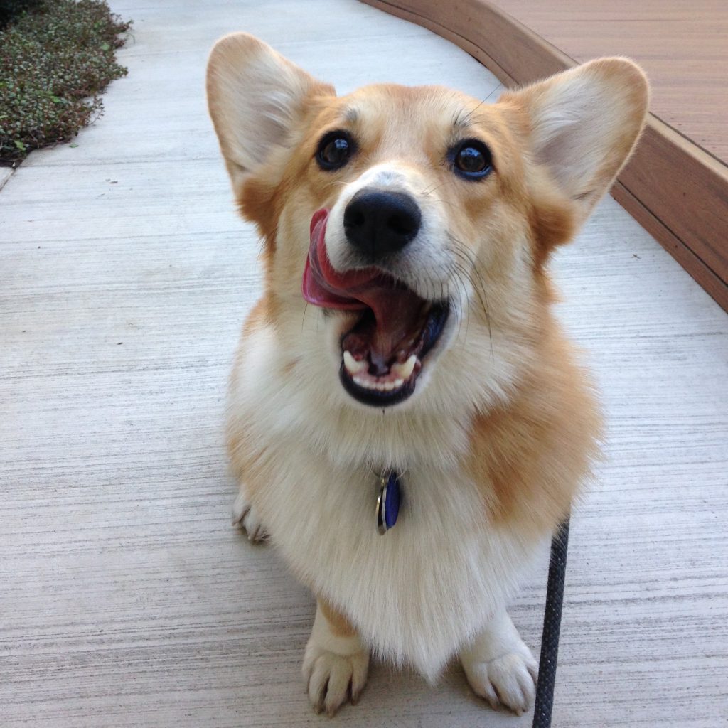 corgi