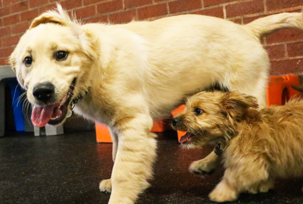Puppy Preschool | Fitdog Los Angeles Daycare, Training, Sports and Adventure classes