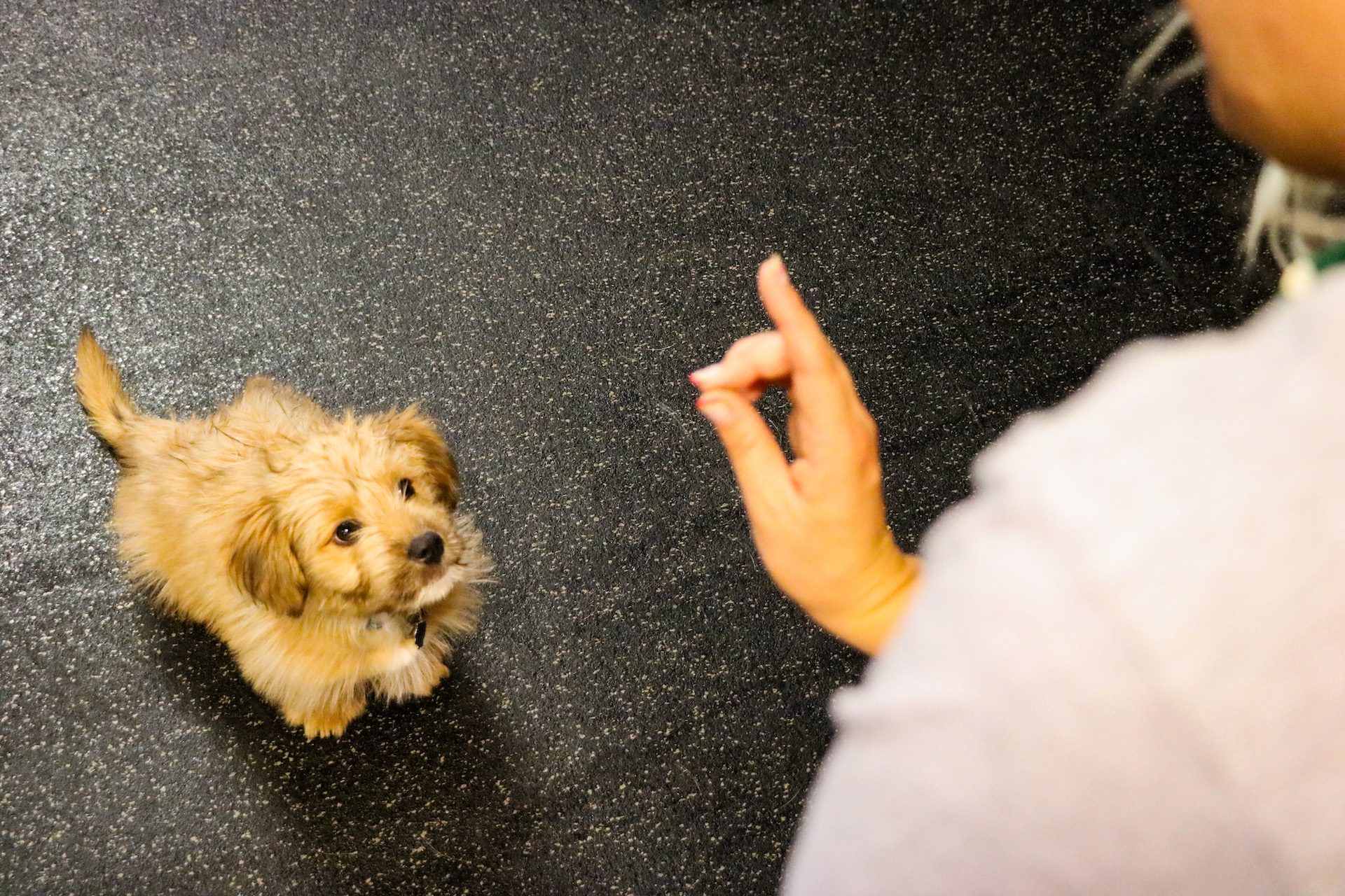 puppy training