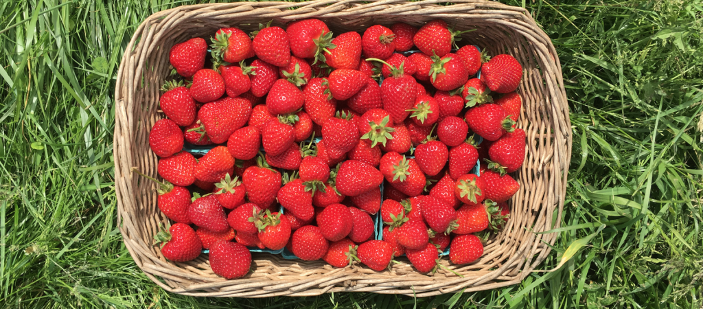 dog-friendly farmers market