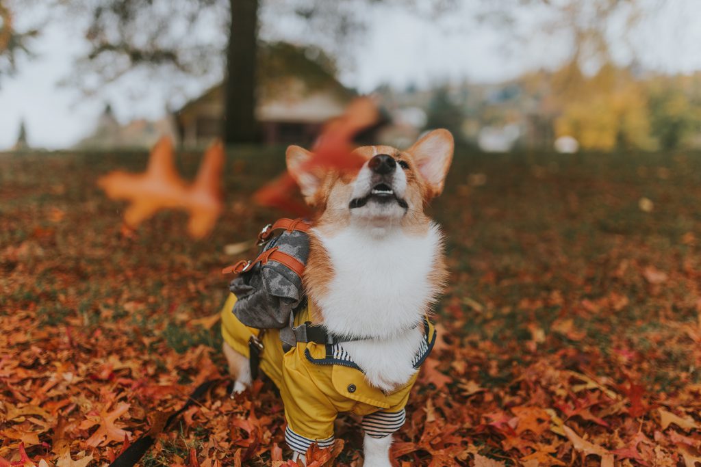 doggy delicious thanksgiving dinner