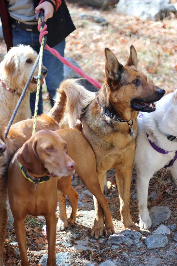 dog hiking etiquette