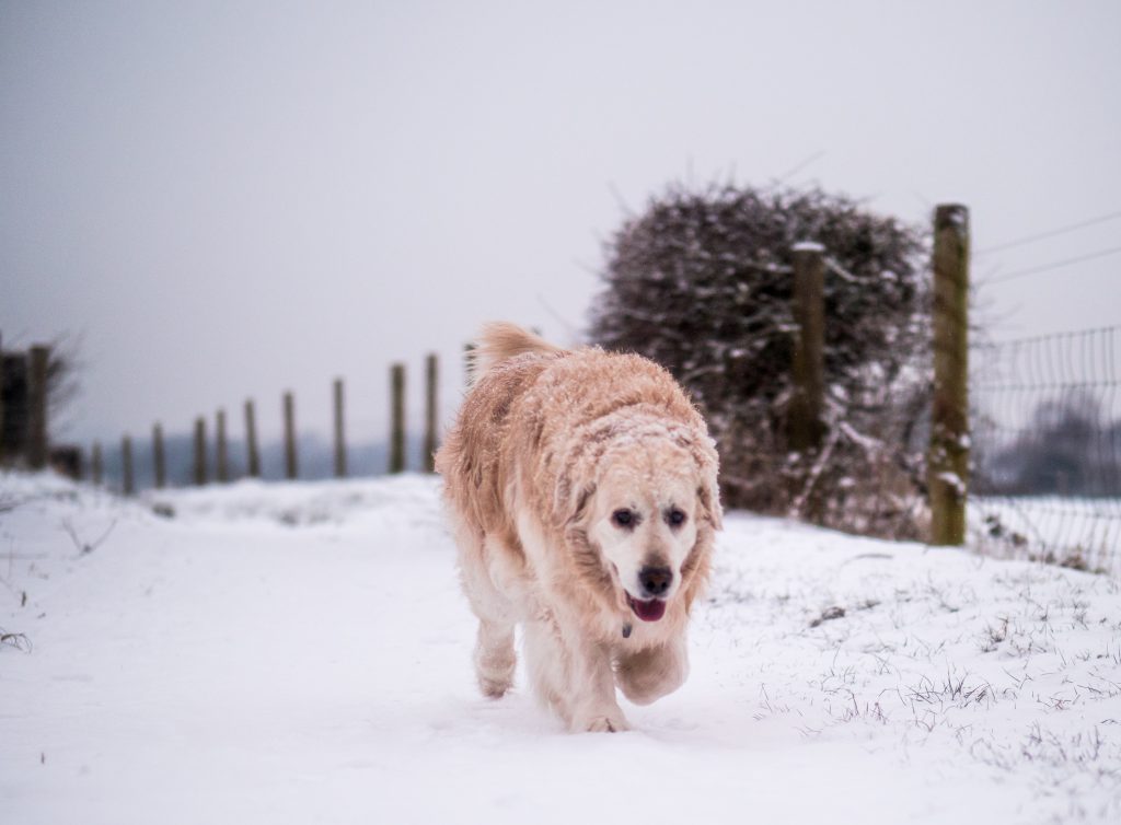 winter skin care for dogs