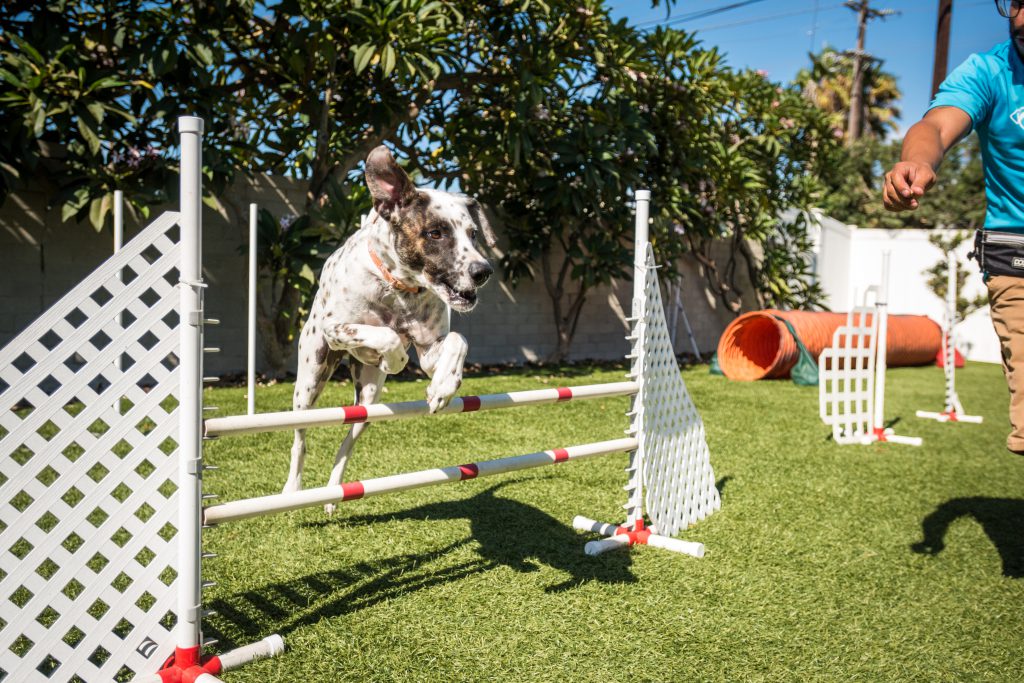 activities for hyperactive dogs