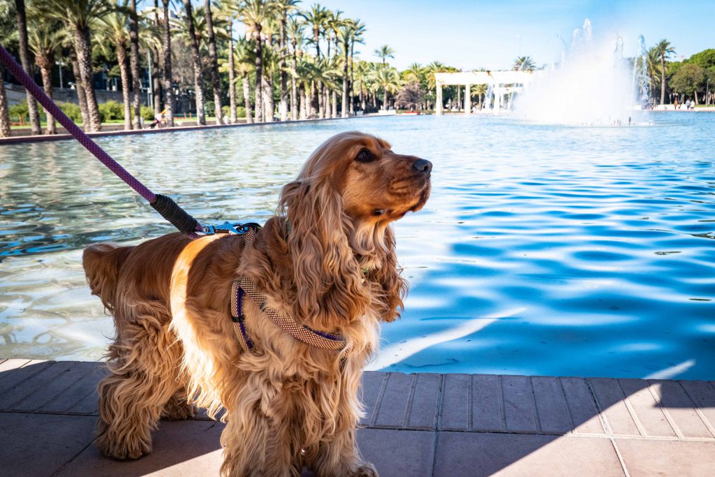 pet-friendly hotel