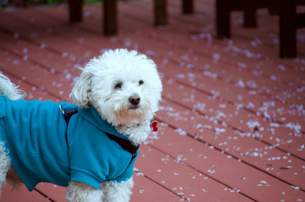 Which dogs need jackets to beat the winter chill page sep sitename