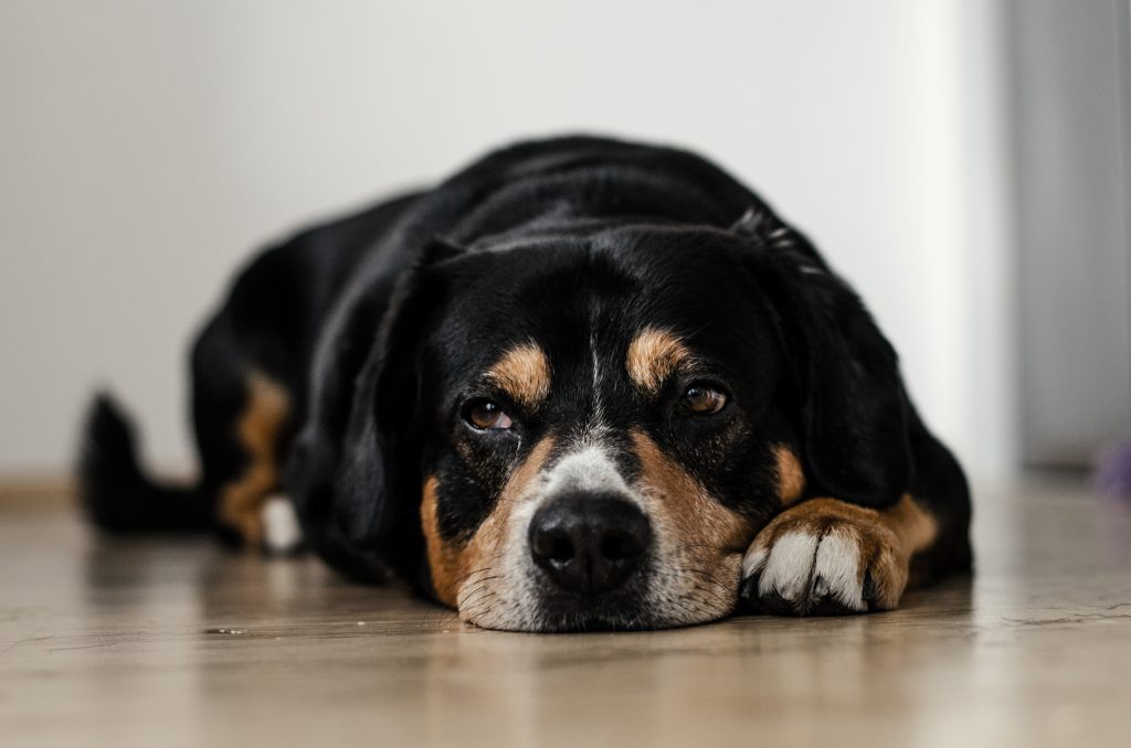 Some Dogs Don't Like Daycare Here's How to Tell Fitdog Off the Leash
