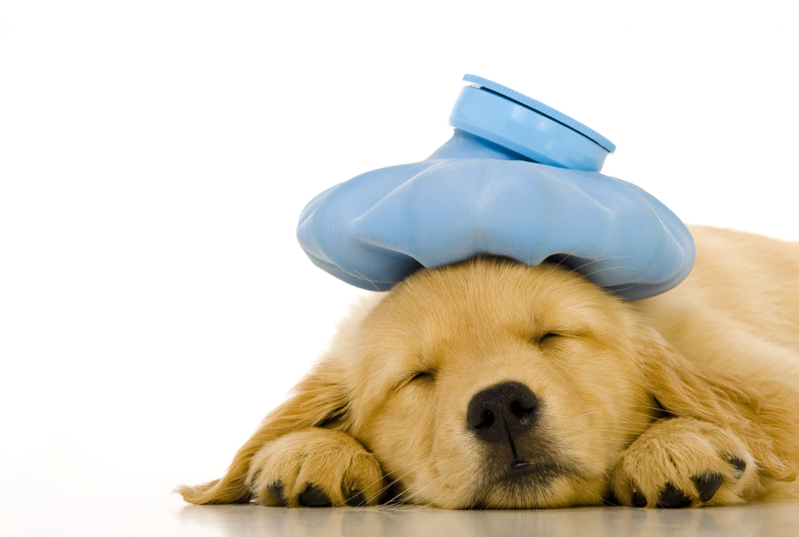 Can You Get Sick From Puppies