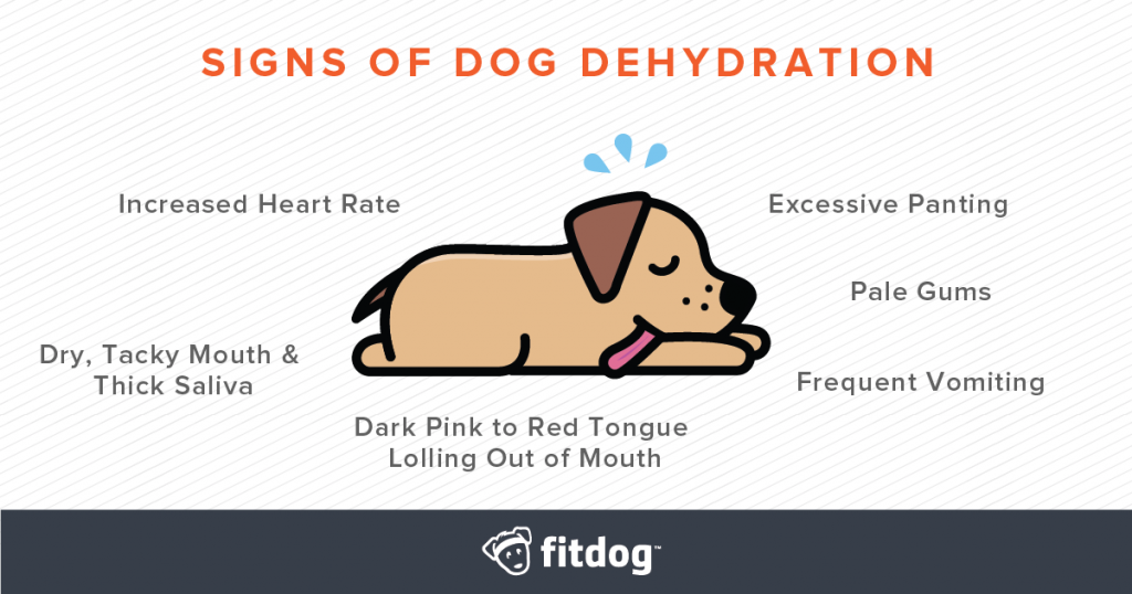 signs of dog in heat