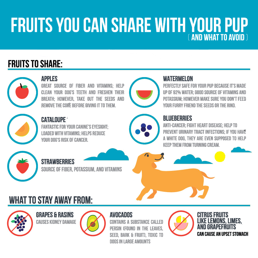 safe fruits for dogs