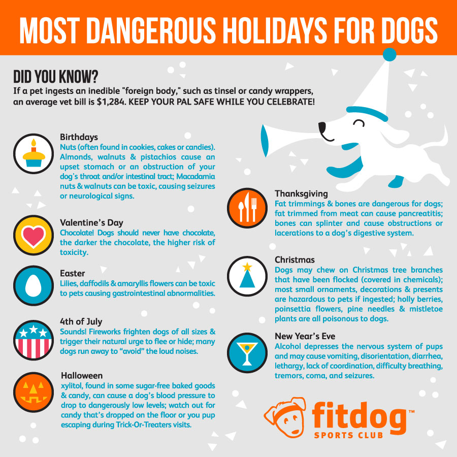 Dangerous Holidays for Dogs