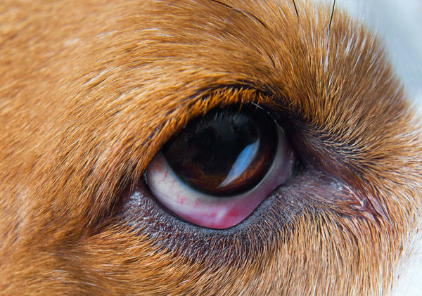 conjunctivitis in dogs | Fitdog Daycare, Sports, Training, Hiking | Los Angeles