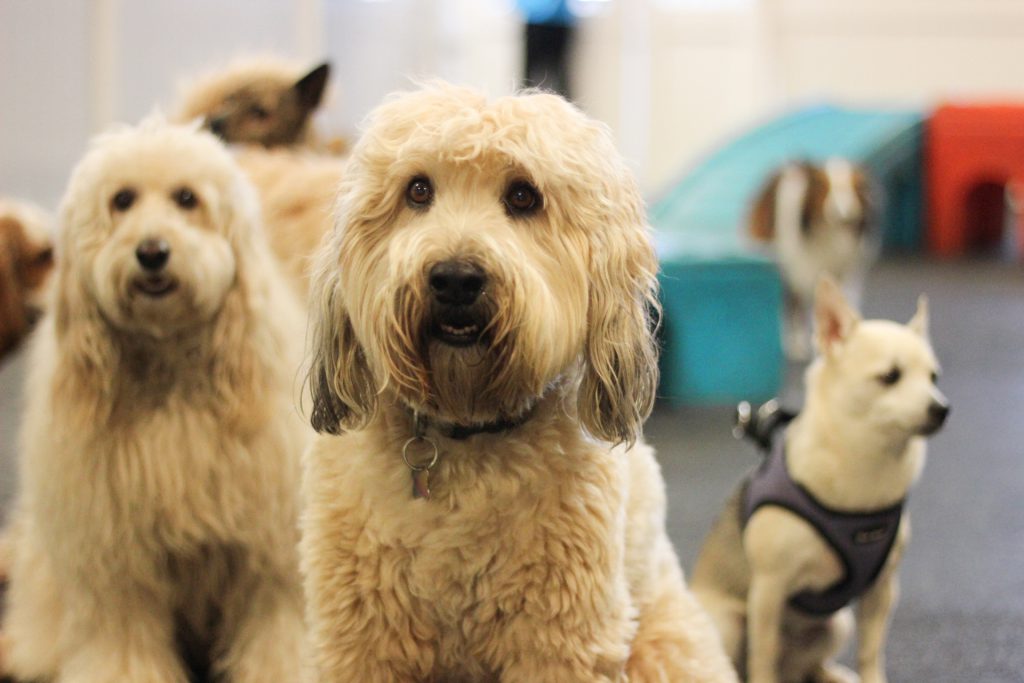 Choose the Perfect Dog Daycare | Fitdog Los Angeles | Dog Daycare, Hiking + Sports Classes