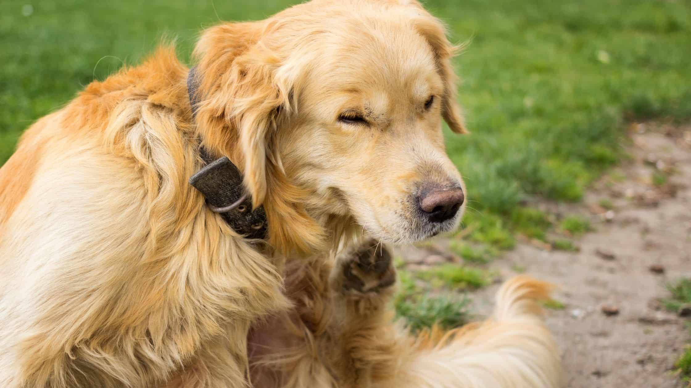 Protecting your Dog from Fleas & Ticks in Los Angeles Fitdog Blog