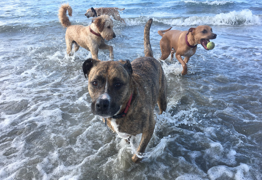 dog beach day