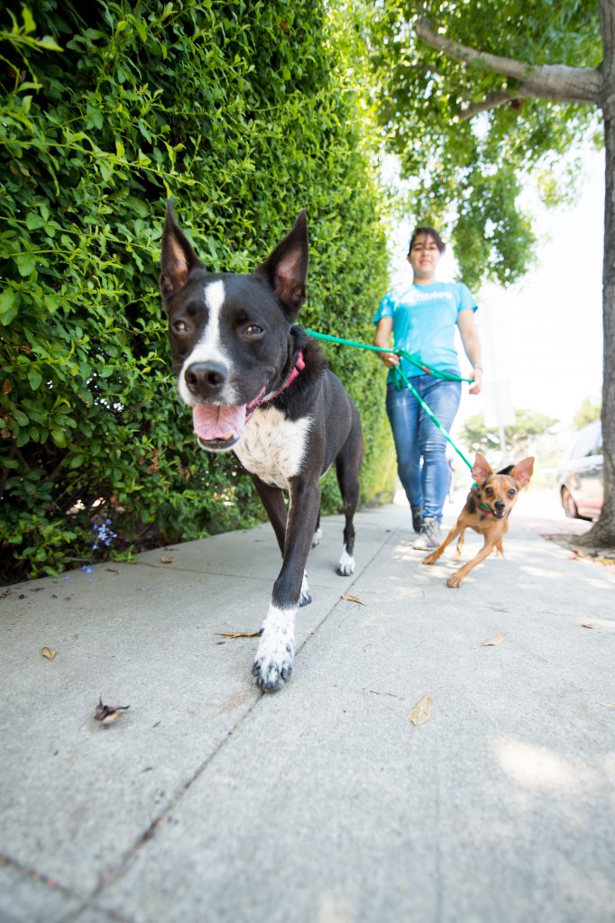 summer activities for dogs