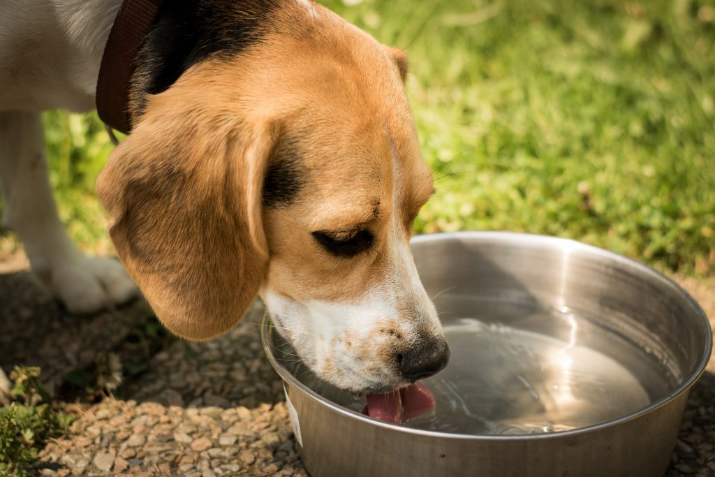 keep your dog's water bowl cool