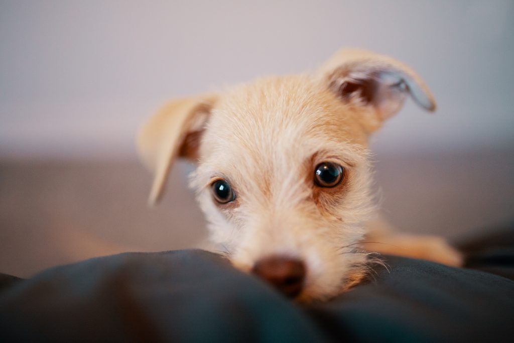 puppy regressing potty training