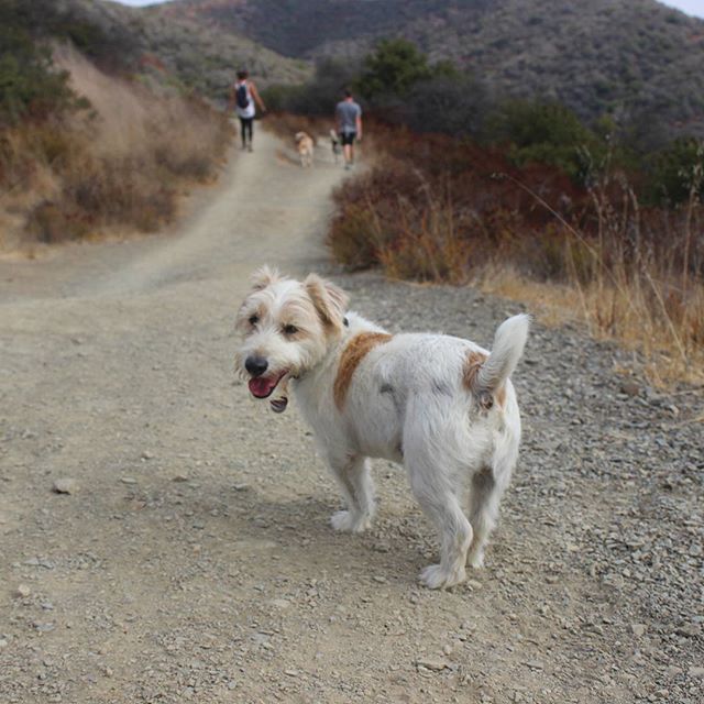 aging dog