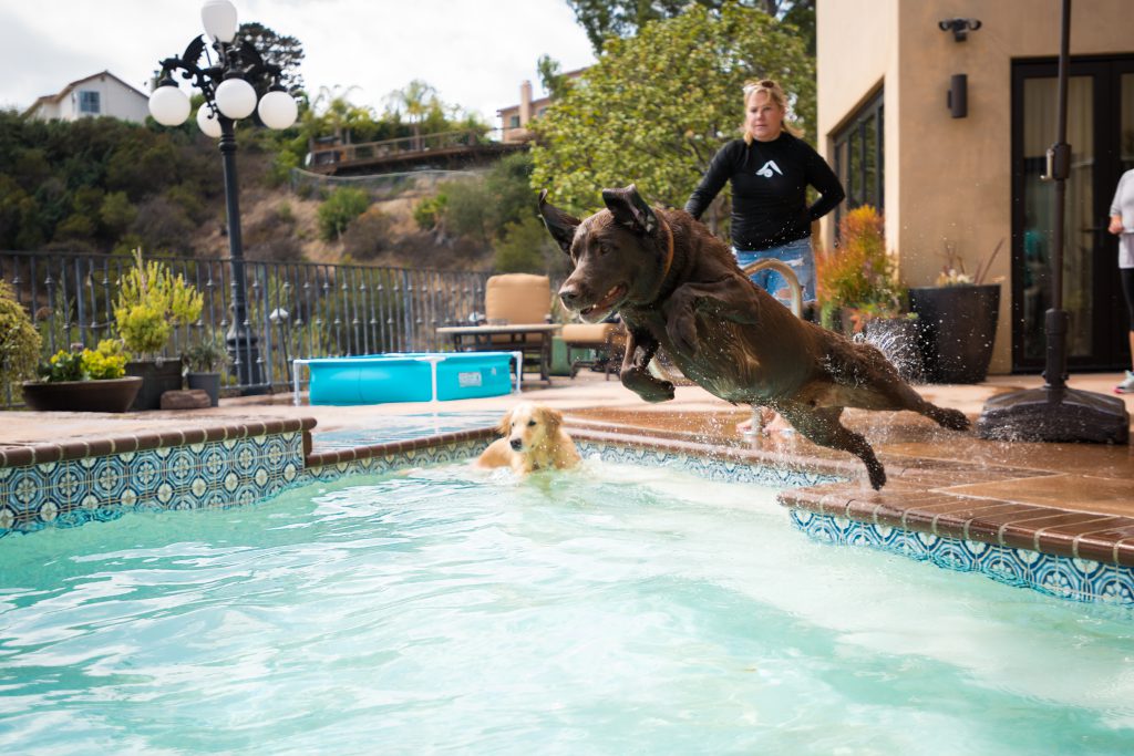 working dogs