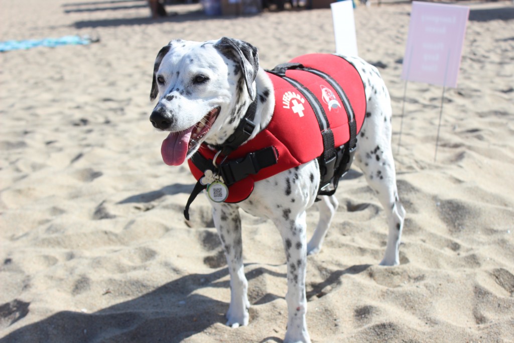 dog surf competition