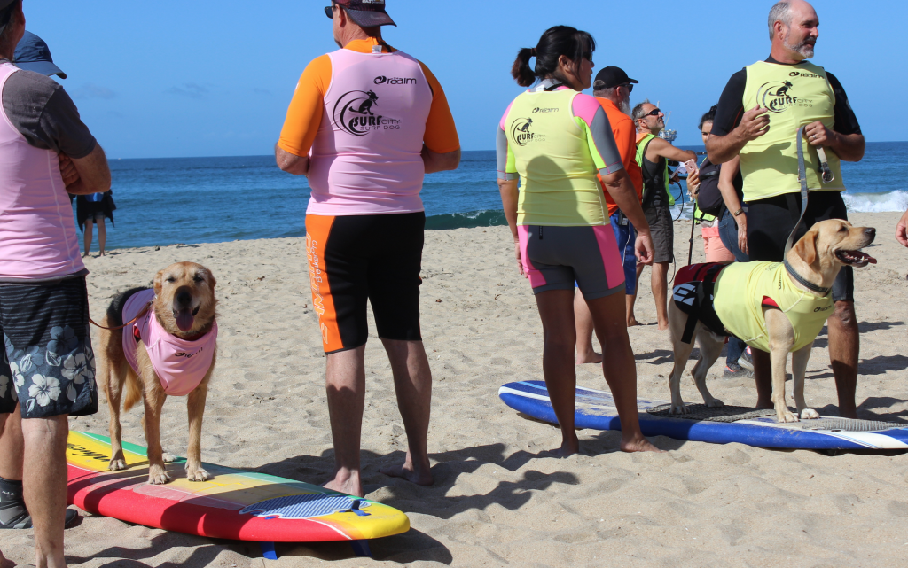 dog surf competition
