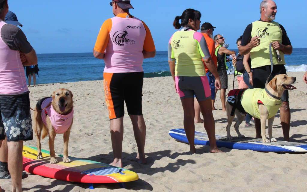 We went to a dog surf competition to learn from the pro's%%page%% %%sep