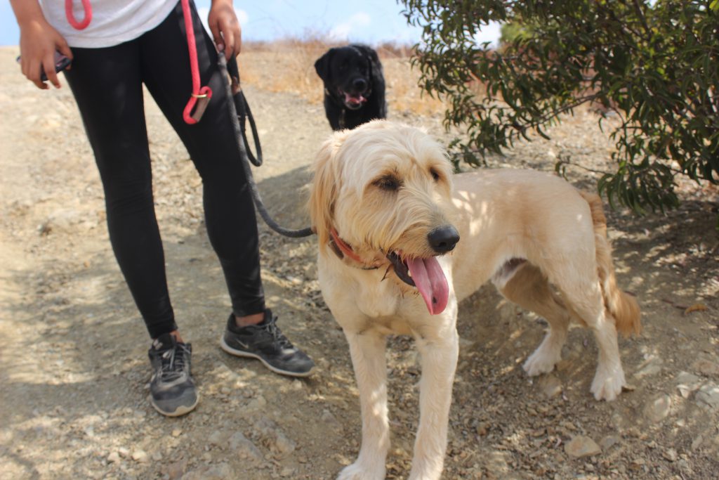 dog's first hike