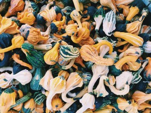 Thanksgiving gourds