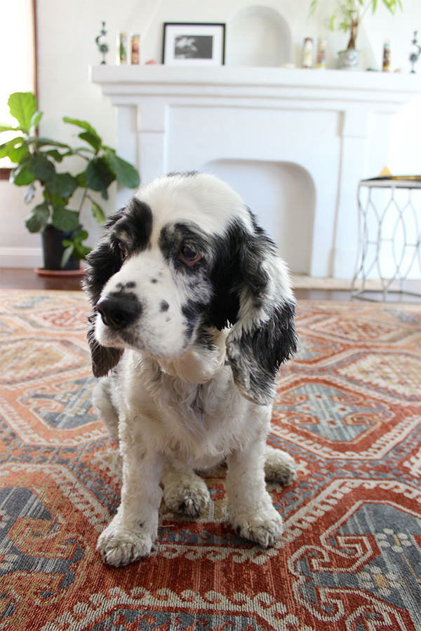 Ginger the Cocker Spaniel