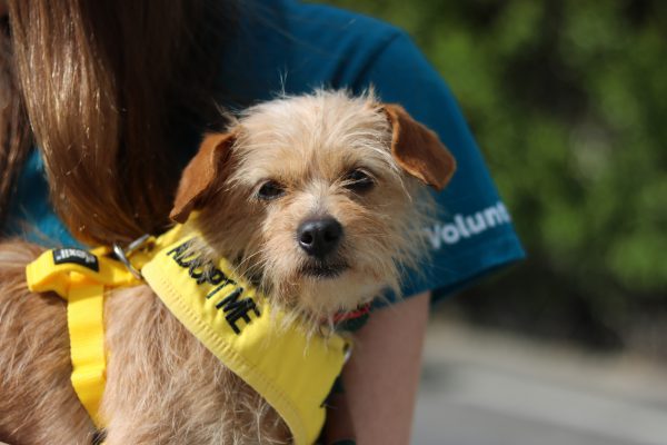 LA animal nonprofits