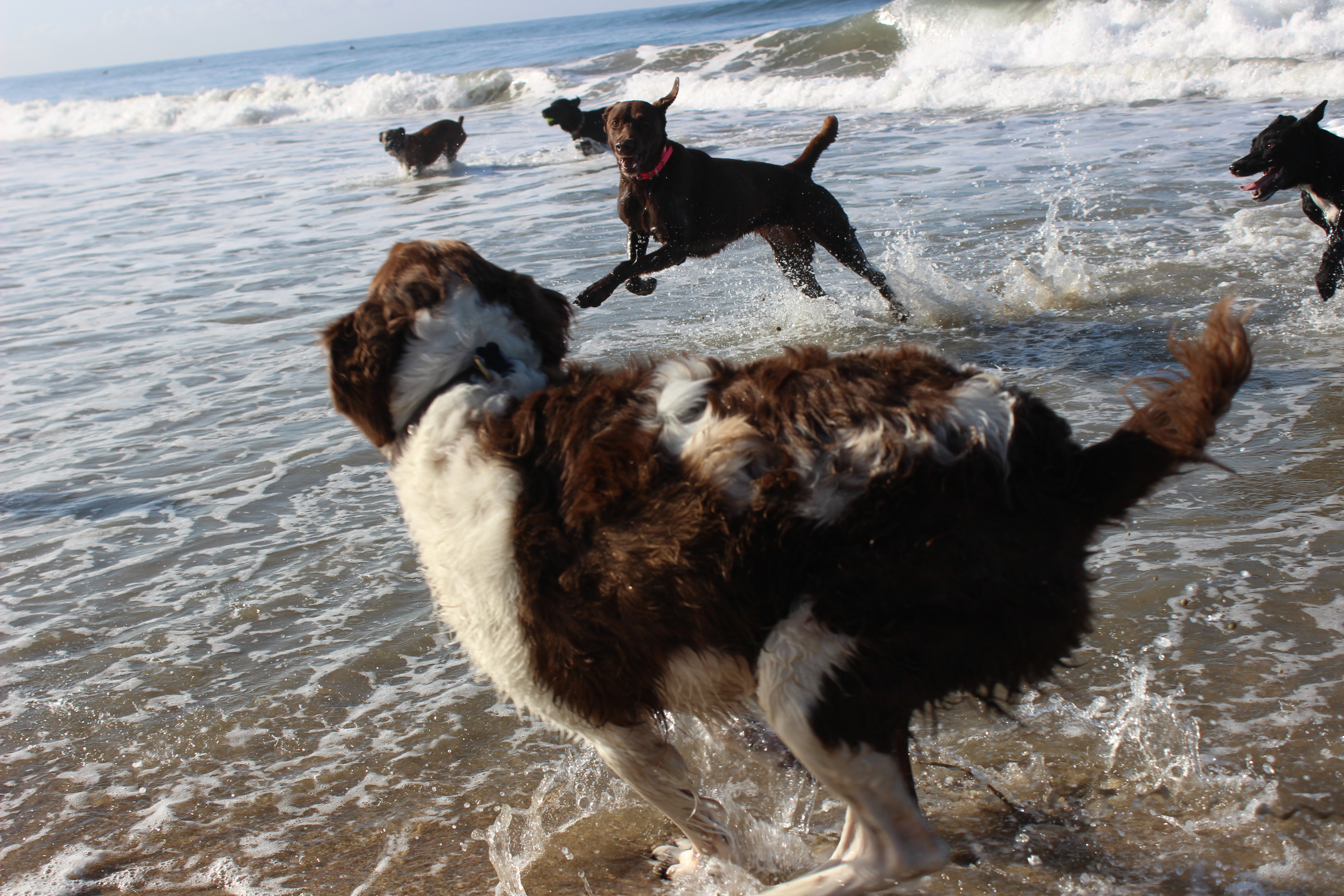 water dogs