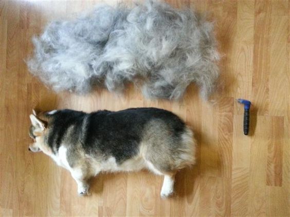 De Shedding Dogs Everything You Need, Why Is My Dog Shedding Her Top Coat