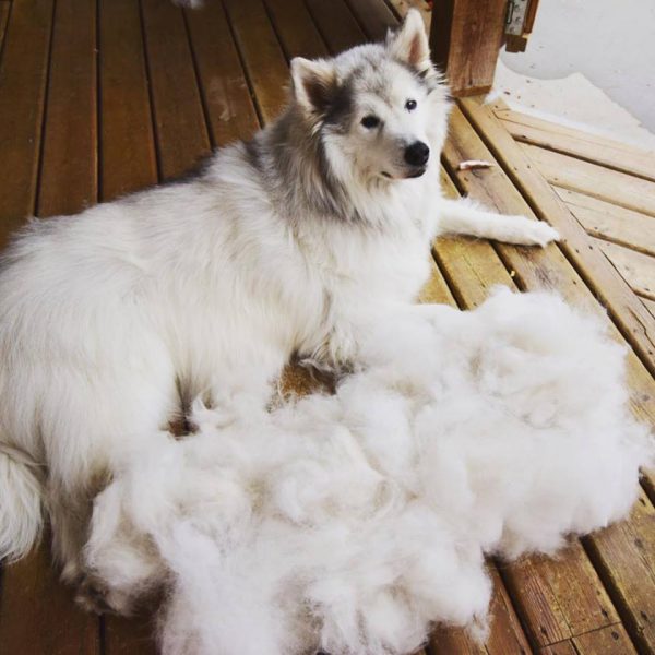 Dog shedding