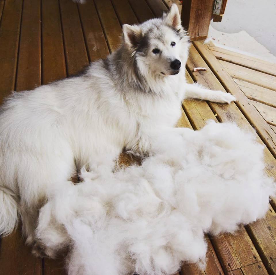 Deshedding dogs Everything you need to know FItdog