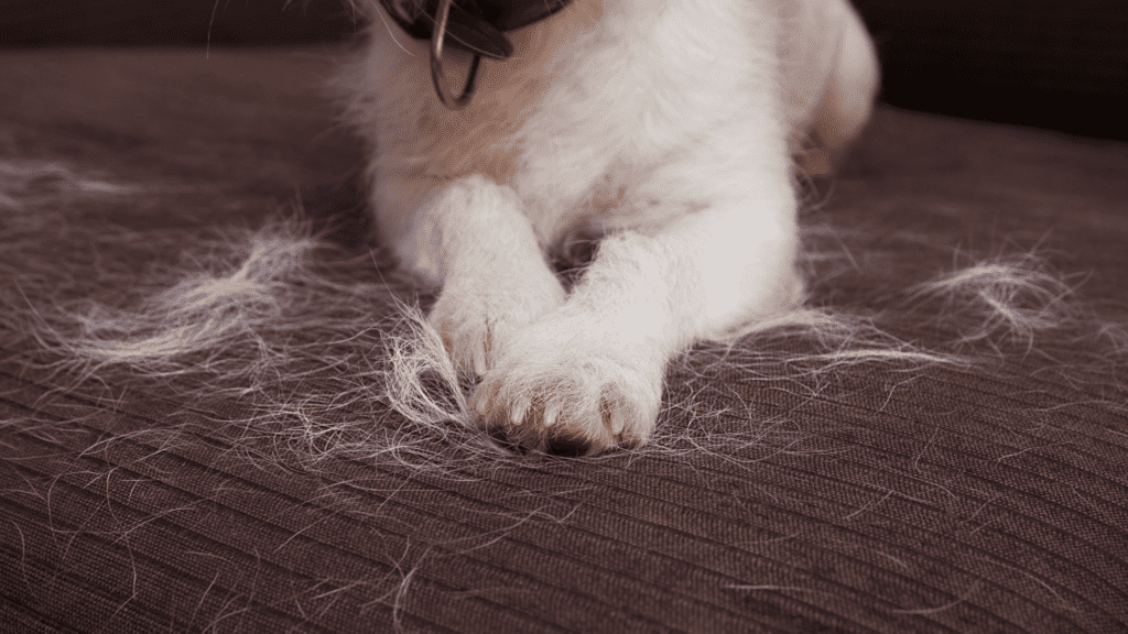 white dog is sitting on couch that is covered in his fur. 