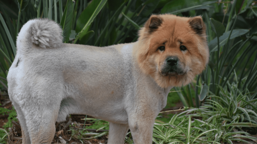 A shave chow chow dog standing