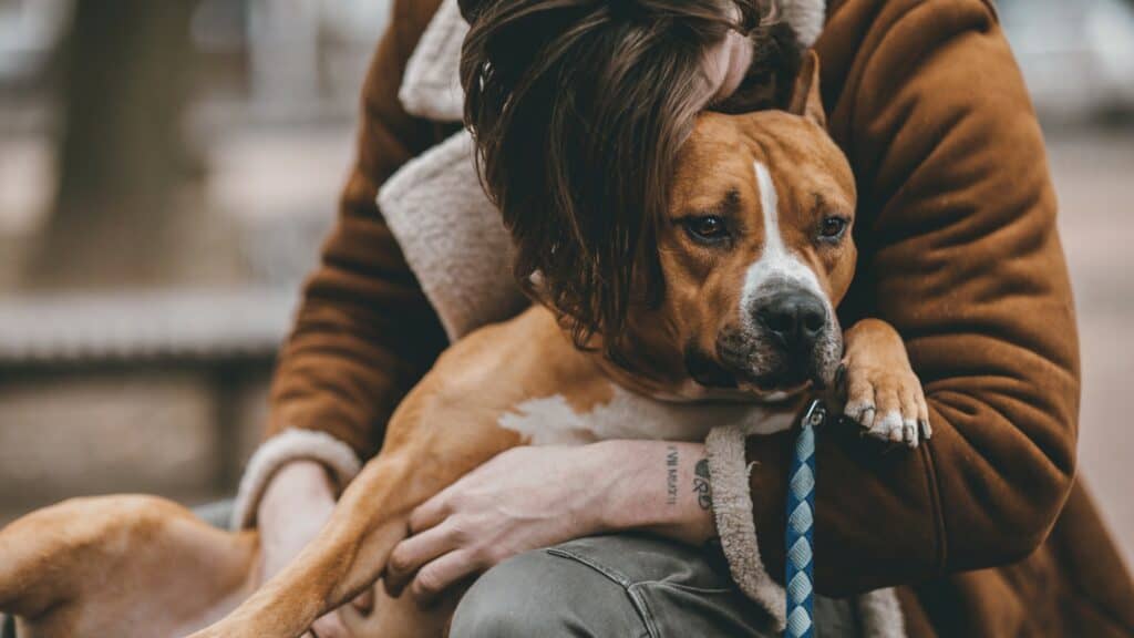 brown dog being hugged by human
