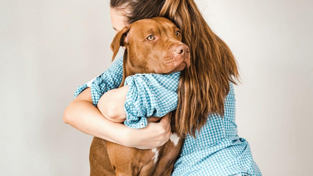 stressed brown dog being hugged