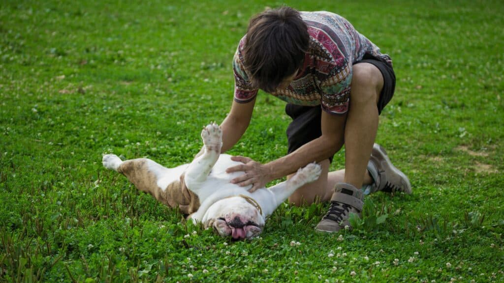 human giving bulldog belly rub