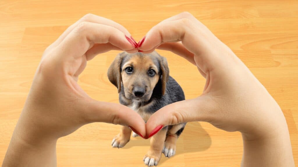 human hands shaped in heart surround puppy