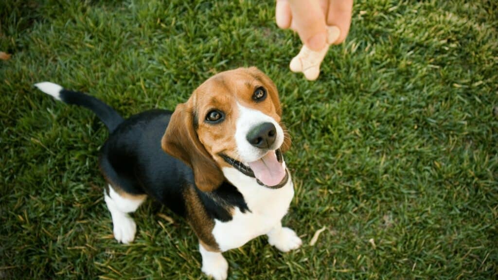 dog sitting for treat