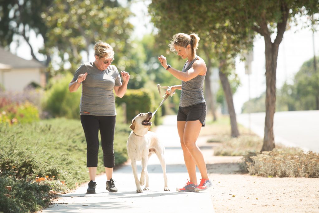 Finding the right training program for your dog | Fitdog Training