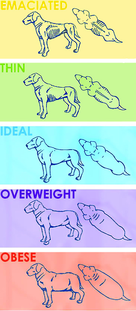 How to Determine Your Dog's Ideal Weight